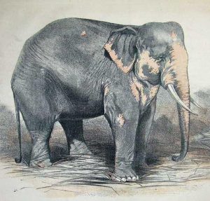 Race and the White Elephant War of 1884 30 Race and the White Elephant War of 1884