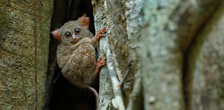 101917-17-Wallacea-Evolution