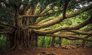 The Tree of Knowledge is not an Apple or an Oak but a Banyan