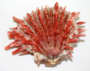 Introduction to the Chimú Culture