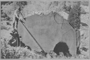 How Archaeologists Uncover History with Trees 21 How Archaeologists Uncover History with Trees