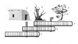 How Archaeologists Uncover History with Trees 22 How Archaeologists Uncover History with Trees