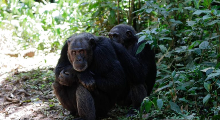 111817-16-Communication-Animals-Language-Evolution