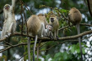 Primate Vocalizations are Much More than Gibberish 21 Primate Vocalizations are Much More than Gibberish
