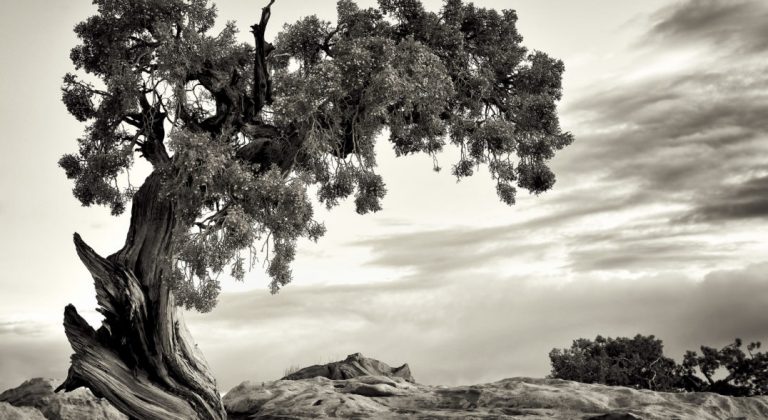 U.S.A., Utah, Dead Horse State Park, Juniper Tree.