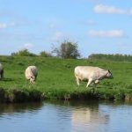 112817-09-Anglo-Saxon