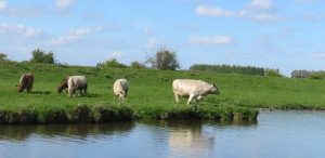 Casting Light on the Dark Ages: Anglo-Saxon Fenland is Re-Imagined 280 112817-09-Anglo-Saxon