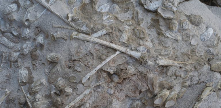 120117-33-Dinosaurs-Biology-Evolution