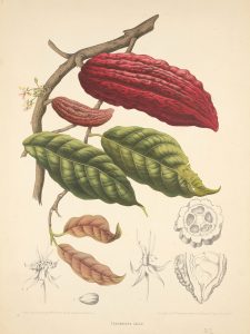 Pods, Pots, and Potions: Putting Cacao to Paper in Early Modern Europe
