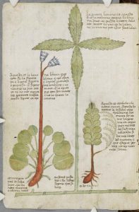 The Billingford Hutch and the Moonwort Fern - A Medieval Mystery Solved? 17 The Billingford Hutch and the Moonwort Fern - A Medieval Mystery Solved?