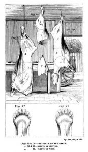 How Early Cookbooks Sparked a Lifestyle Revolution 31 How Early Cookbooks Sparked a Lifestyle Revolution