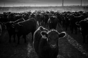 The Bomb that Went Off Twice