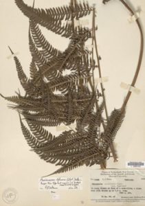 Seeking Answers to Climate Change, Scientists Venture into the Vaults of the Past