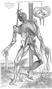Vesalius and the Body Metaphor 27 Vesalius and the Body Metaphor