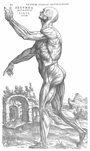 Vesalius and the Body Metaphor 28 Vesalius and the Body Metaphor