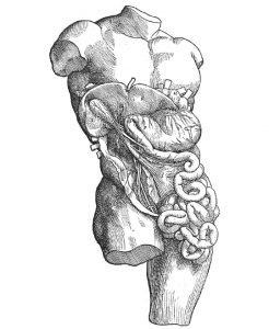 Vesalius and the Body Metaphor 29 Vesalius and the Body Metaphor