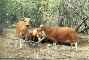 The Economy in Indo-European Language and Society 36 The Economy in Indo-European Language and Society