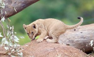 Heroic Aberration in the Agamemnon of Aeschylus