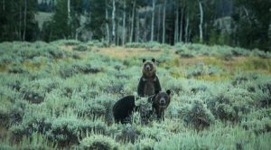 These Montana Ranchers are Helping Grizzlies, Wolves, and Cattle Coexist