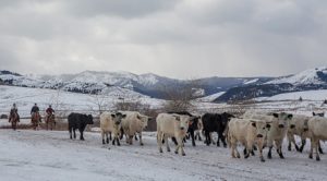 These Montana Ranchers are Helping Grizzlies, Wolves, and Cattle Coexist