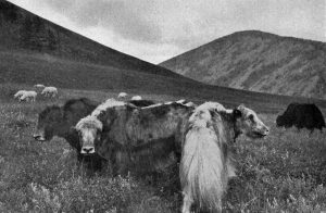 Yvette Borup Andrews: Photographing Central Asia in the Early 20th Century 38 Yvette Borup Andrews: Photographing Central Asia in the Early 20th Century