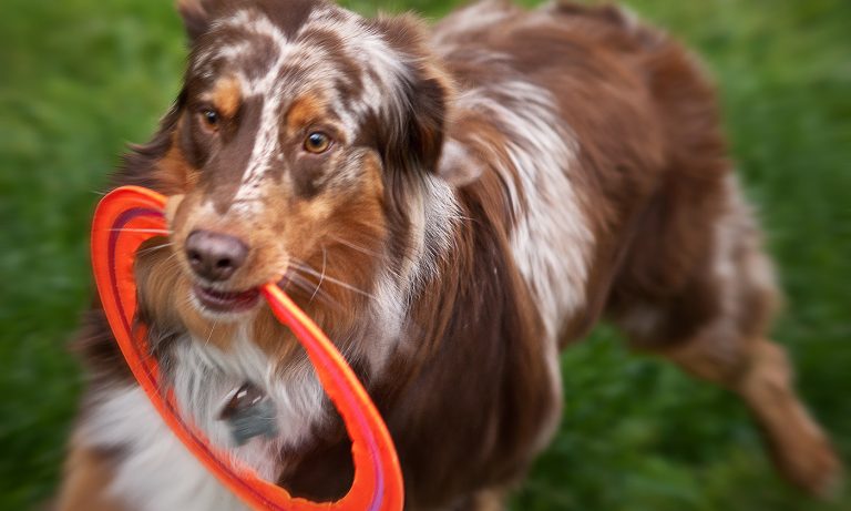 011818-42-Animals-Dogs