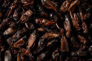 Lovely Grub: Are Insects the Future of Food? 26 Lovely Grub: Are Insects the Future of Food?