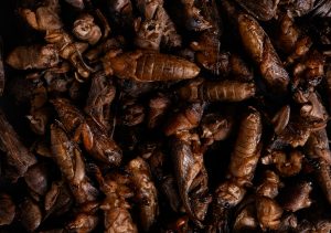 Lovely Grub: Are Insects the Future of Food? 31 Lovely Grub: Are Insects the Future of Food?