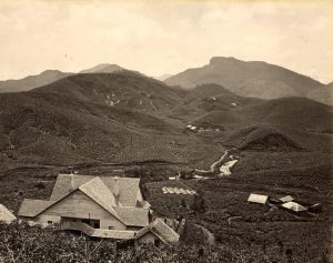 Julia Margaret Cameron in Ceylon: Idylls of Freshwater vs. Idylls of Rathoongodde