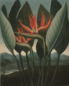 Sex and Science in Robert Thornton’s Temple of Flora 21 Sex and Science in Robert Thornton’s Temple of Flora