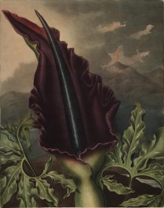 Sex and Science in Robert Thornton’s Temple of Flora 23 Sex and Science in Robert Thornton’s Temple of Flora