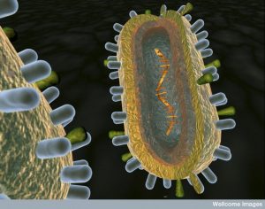 Influenza: The Search for a Universal Vaccine