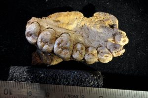 Fossil Jaw Bone from Israel is Oldest Modern Human Found Outside Africa 20 Fossil Jaw Bone from Israel is Oldest Modern Human Found Outside Africa