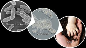 Plague Bacteria Hiding in Soil and Water Microbes, Waiting to Emerge 23 Plague Bacteria Hiding in Soil and Water Microbes, Waiting to Emerge