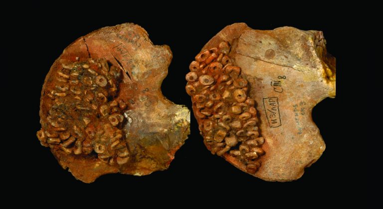 030218-01-Paleolithic-Prehistory-History-Archaeology-Anthropology