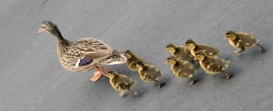 Keeping Pet Ducks: Ducklings, Imprinting, and Ethical Treatment