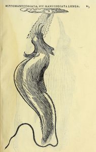 Fallen Angels: Birds of Paradise in Early Modern European Art