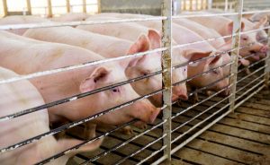 Chinese Action after Trade Tariff Threat is Wake-Up Call for Trump-Voting Farmers