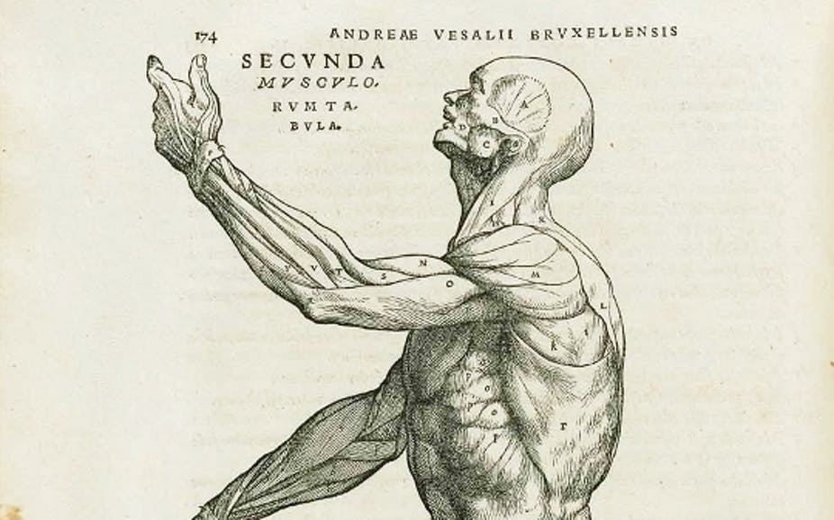PDF] Andreas Vesalius and the anatomy of antique sculpture. | Semantic  Scholar