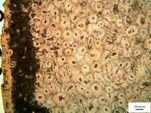 The Mystery of Britain's Bronze Age Mummies 17 The Mystery of Britain's Bronze Age Mummies