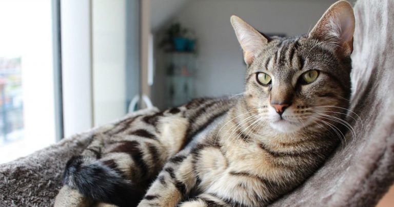 042418-34-Cats-History