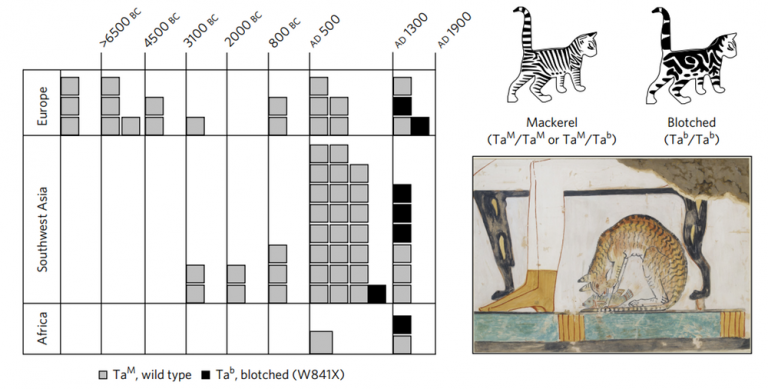 Ancient Dna Reveals How Cats Conquered The World