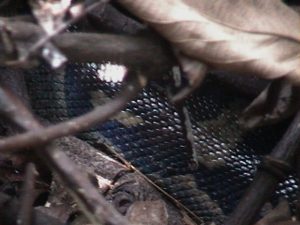 Studying Chimpanzee Calls for Clues about the Origins of Human Language 18 Studying Chimpanzee Calls for Clues about the Origins of Human Language