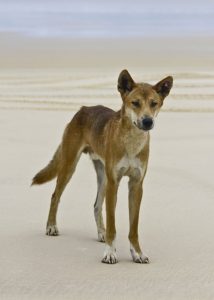 Thinking the Unthinkable: Tracing Language Back 15,000 Years 21 Thinking the Unthinkable: Tracing Language Back 15,000 Years