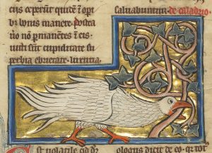 The Caladrius, Harbinger of Hope or Despair in the Medieval Bestiary 16 The Caladrius, Harbinger of Hope or Despair in the Medieval Bestiary