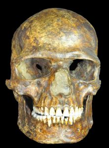 Ancient DNA Sheds Light on the Origin of Europeans 17 Ancient DNA Sheds Light on the Origin of Europeans