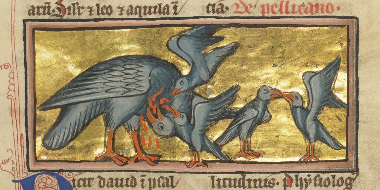 A Pelican Feeding her Young