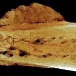 051418-32-Cancer-History-Biology-Evolution