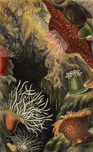 Bringing the Ocean Home 36 Bringing the Ocean Home