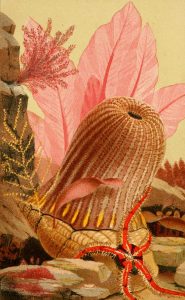 Bringing the Ocean Home 39 Bringing the Ocean Home